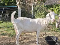 Capră, Capre — foto 2
