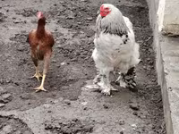 Brahma — foto 3