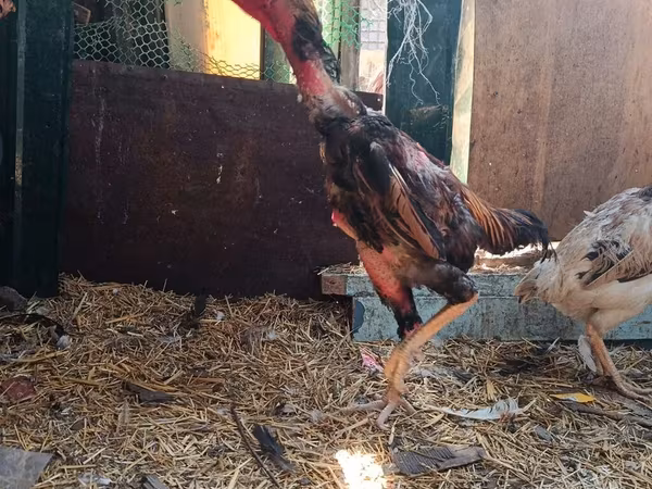 Chickens