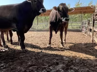 گاو و گوساله (گروه، جنسیت مشخص نشده), Swiss cattle — عکس 1