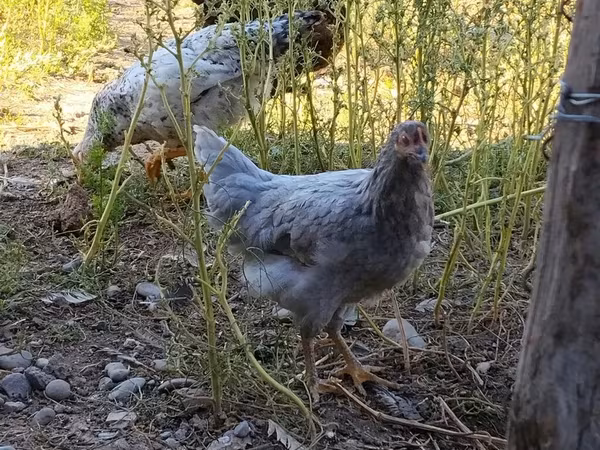 Chickens