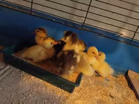 Ducks — լուսանկար 2