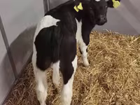 گاو ماده, Russian Black pied cattle — عکس 6