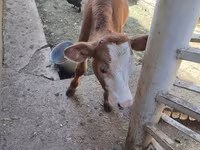 گاو و گوساله (گروه، جنسیت مشخص نشده), Simmental cattle — عکس 6