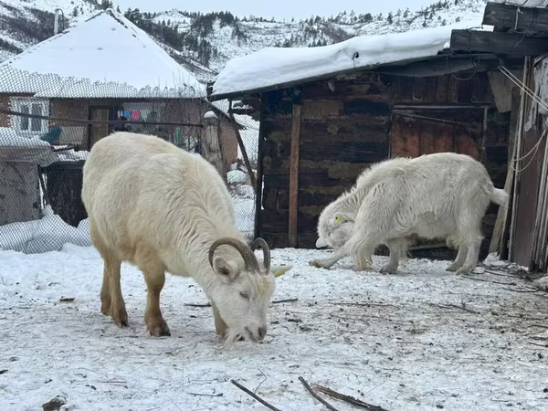 Koza, Saanen goat