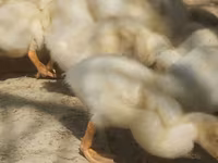 Německý pekin — foto 5