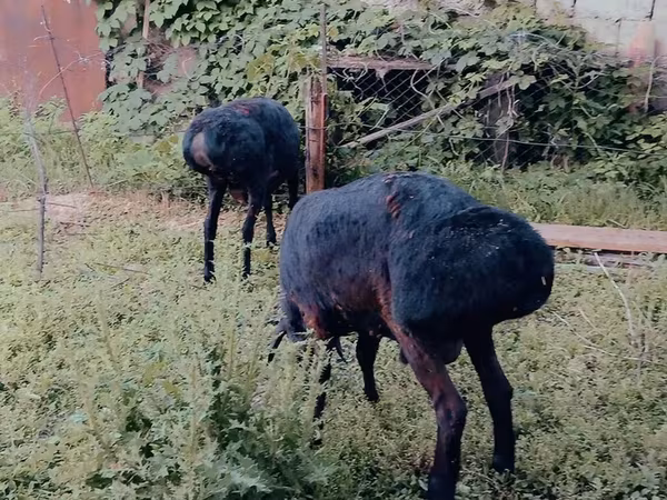 Ram, Sheep — Kyrgyzstan