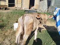 Tyre, Swiss cattle — foto 2