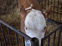 Lembu betina, Charolais cattle — foto 2