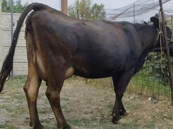 Կով, Simmental cattle