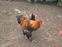 Chickens — foto 3