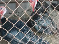 Turkeys — 사진 7
