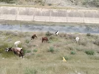 بز نر, بز — عکس 2