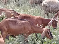 Get, Nubian Goat — foto 3