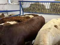 İnek, Simmental cattle — foto 3