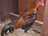 Chickens — լուսանկար 3