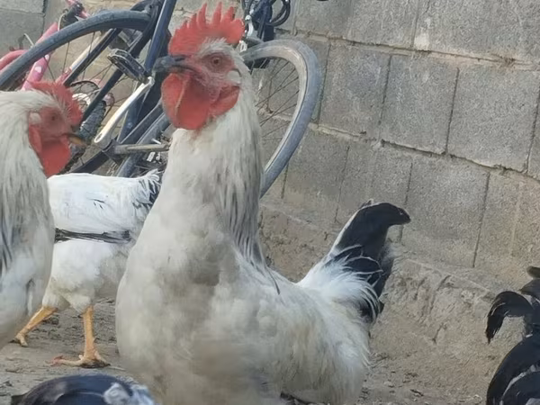 Chickens — Kyrgyzstan