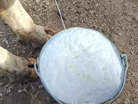 ላም, Russian Black pied cattle — ፎቶ 2
