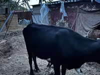 Krava, Latvian Blue cattle — foto 6