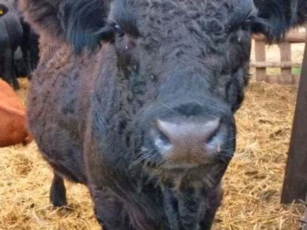 ወንድ በሬ, Galloway cow