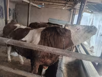 Toro, Simmental cattle — foto 3
