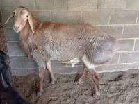 母羊, Rhon sheep — 照片 1