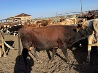 Bull, Simmental cattle — photo 2