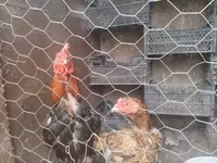 Chickens — fotografija 2