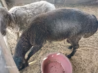 Domba jantan, Sheep — foto 2