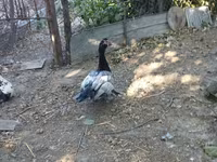 Domestic Muscovy — sawirka 4