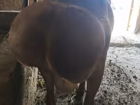 Beran, Arashan sheep — foto 2