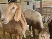 میش, Arashan sheep — عکس 1