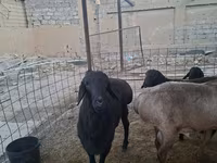 قوچ, Hissar sheep — عکس 4