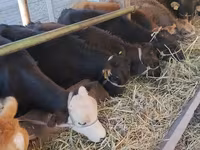 گاو ماده, Swiss cattle — عکس 6