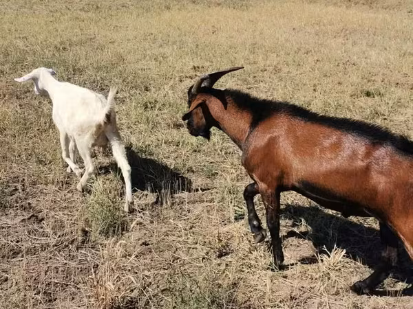 ወንድ ፍየል, Nubian Goat