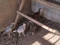 Chickens — รูปภาพ 3