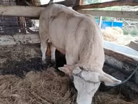 Toro, Vaca Limousin — foto 3
