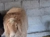 Овен, Rhon sheep — снимка 3