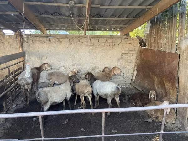 Sheep, Rhon sheep — Kyrgyzstan