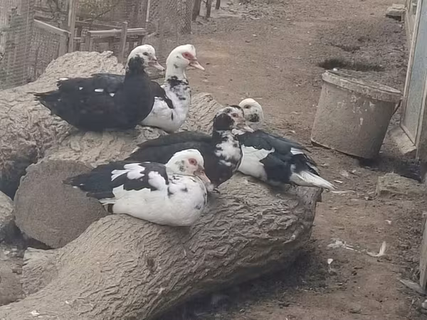Ducks — Azerbaijan