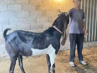 Keçi, Kamori goats — foto 2