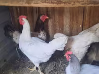 Chickens — φωτογραφία 1
