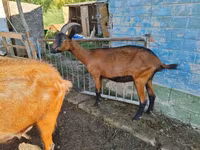 Goat, Alpine goat — photo 2