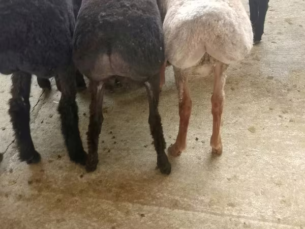 绵羊（批次，未指定性别）, Sheep — 乌兹别克斯坦