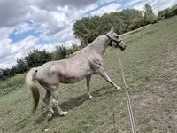 Égua, Lipizzaner — foto 3