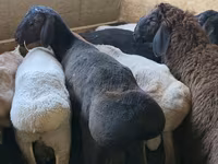 Dume la kondoo, Hissar sheep — picha 3