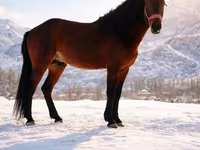 اسب نر, اسب — عکس 2