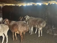 Pecora, Pecore — foto 4