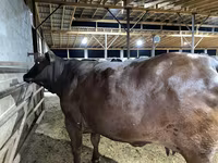 Ko, Brahman — foto 5