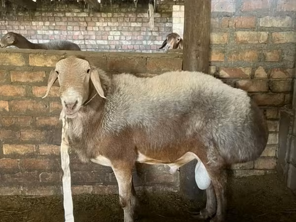 Koç, Rhon sheep